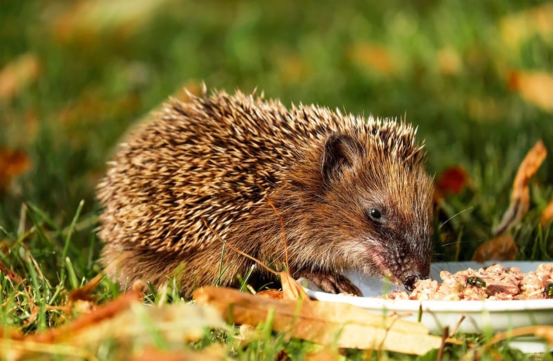 Ethical Eating